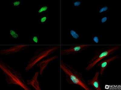 Immunocytochemistry/ Immunofluorescence: Histone H3 [ac Lys4] Antibody - BSA Free [NB21-1024]